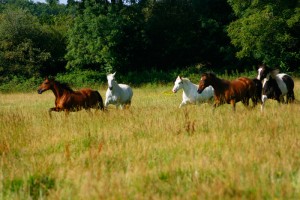 World_of_Whispers_Herd_in_their_new_home_2